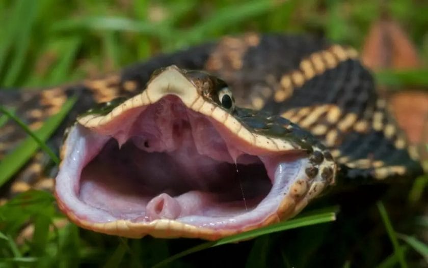 how long can a snake hold its breath
