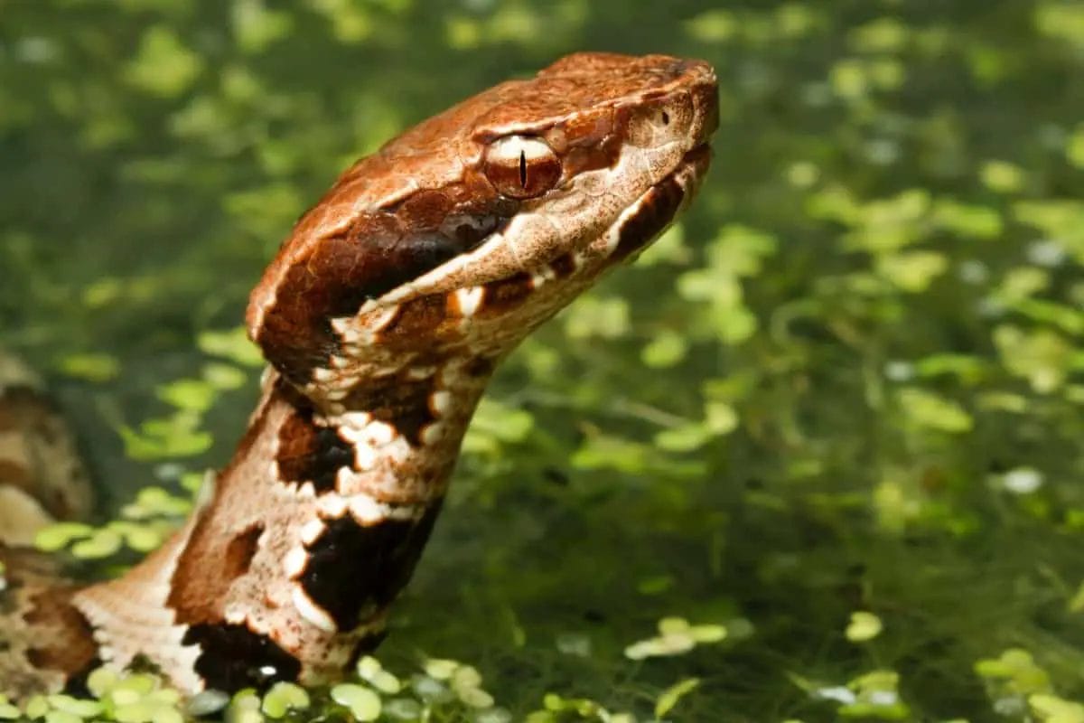 How Long Can A Water Snake Stay Underwater? • Support Wild