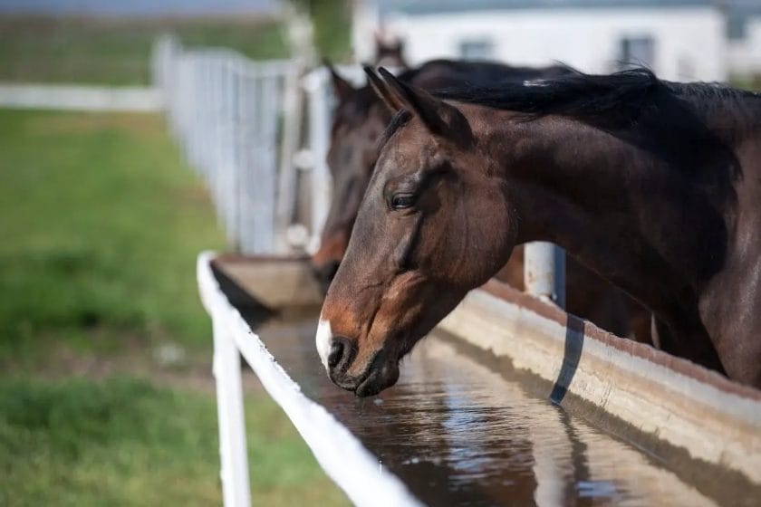 how long can horse go without water
