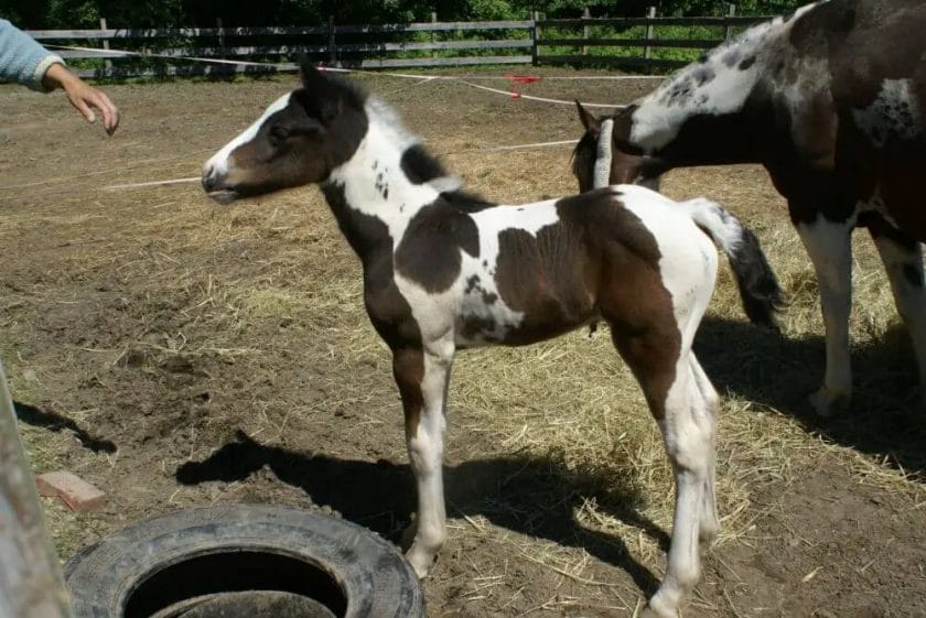how much does a baby horse cost
