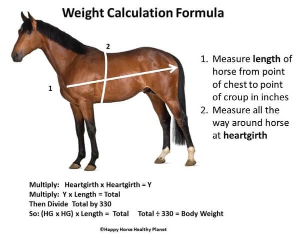 how much does a horse head weigh
