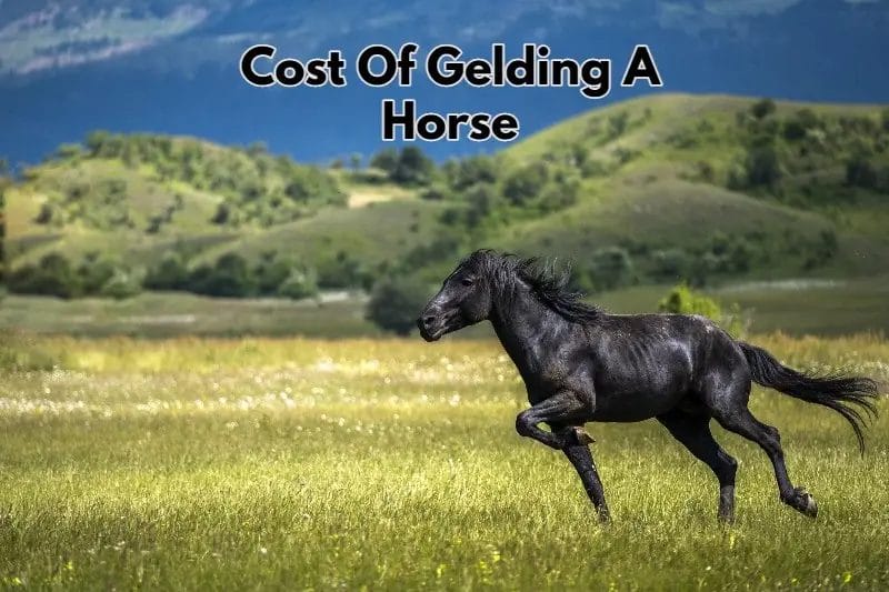 How Much Does It Cost To Geld A Horse? • Support Wild