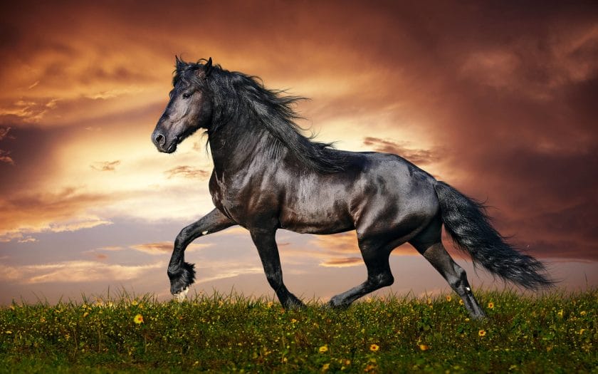 how much is a black stallion horse
