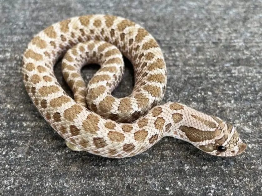 how much is a hognose snake
