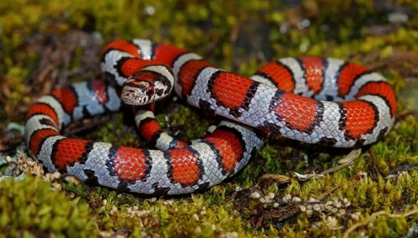 how much is a milk snake
