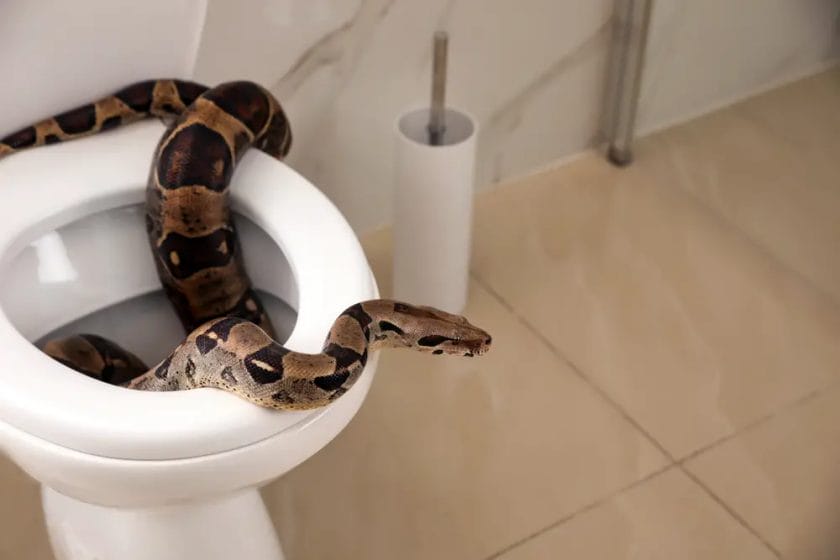 how much to snake a toilet
