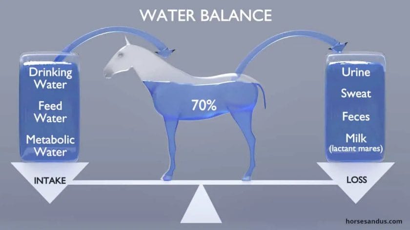 how much water should a horse drink a day
