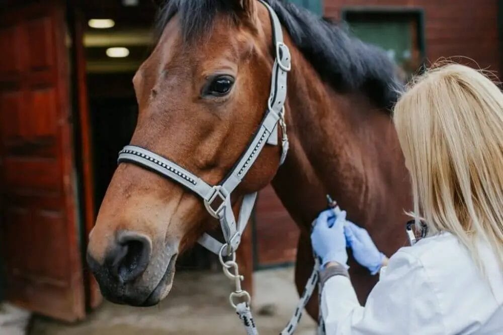 How Often Can You Give Banamine To A Horse? • Support Wild