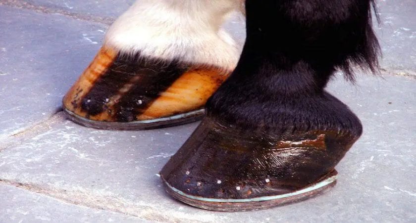 how often do horses need new shoes
