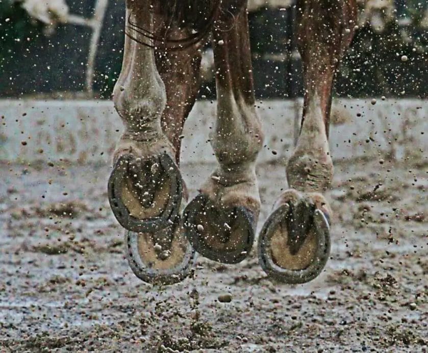 How Often Do Horses Need Their Hooves Trimmed? • Support Wild
