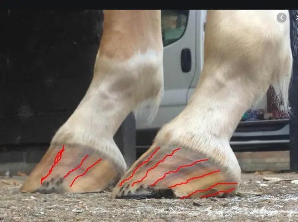 how often do horses need their hooves trimmed
