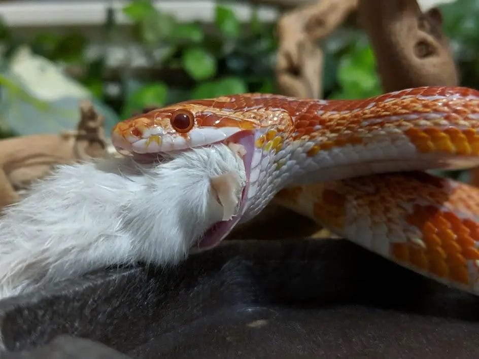 How Often Should I Feed My Snake? • Support Wild