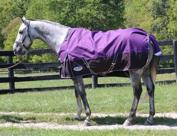 how should a horse blanket fit
