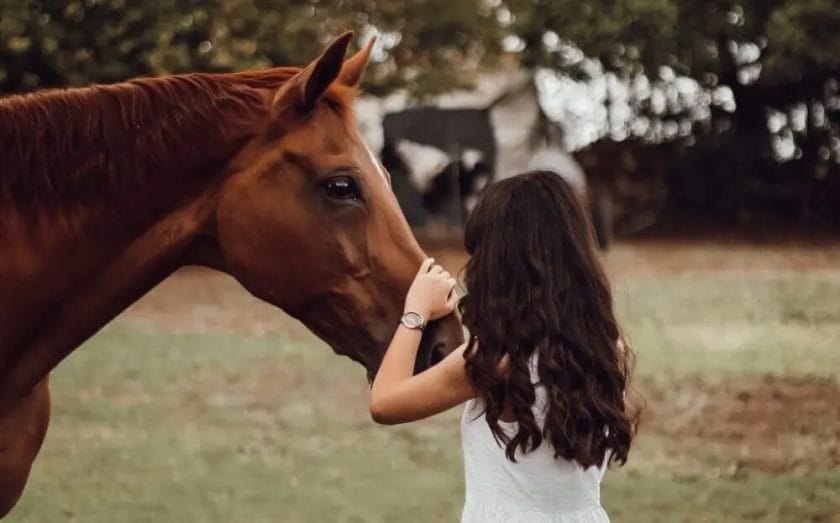 how to bond with a horse
