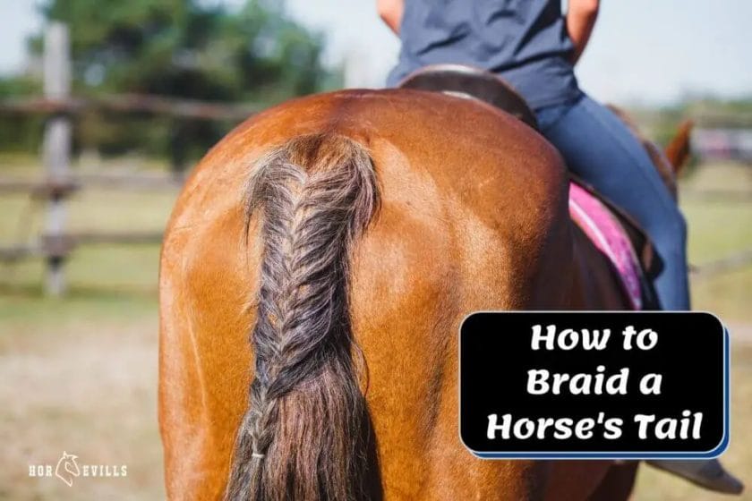 how to braid a horse tail
