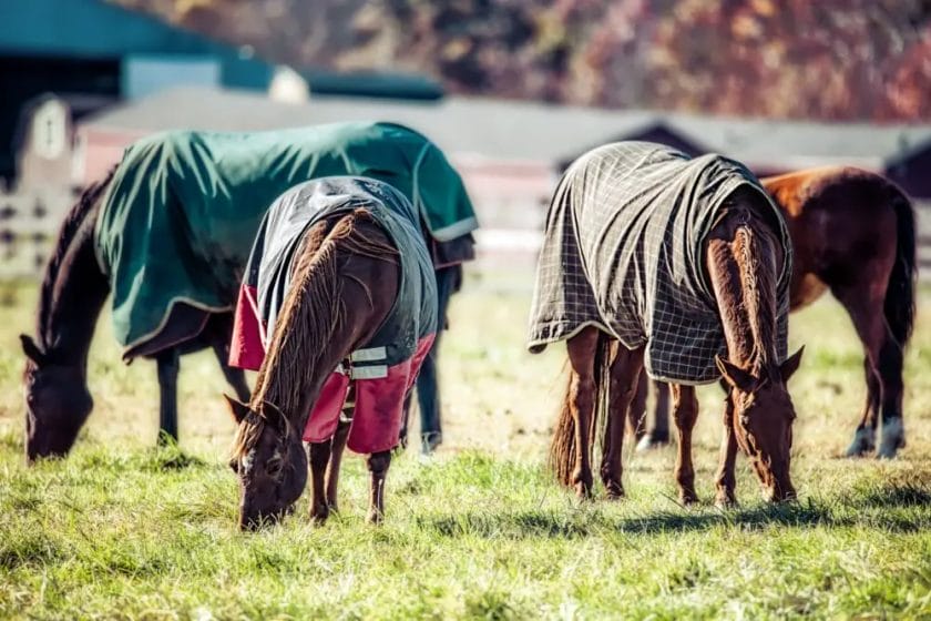 how to clean horse blankets
