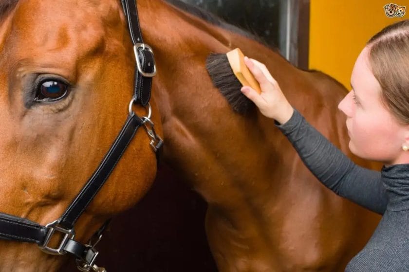 how to clean horse hair brush
