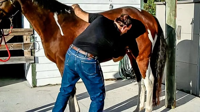 how to clean horse sheath
