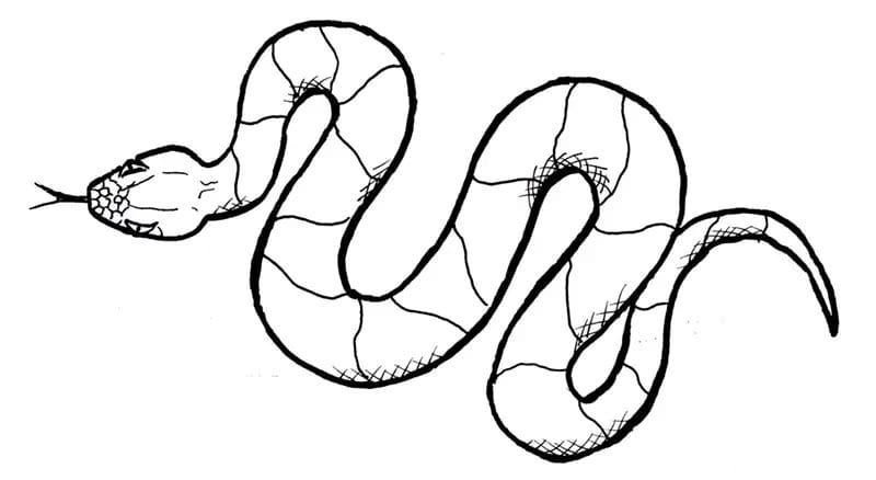 how to draw a picture of a snake
