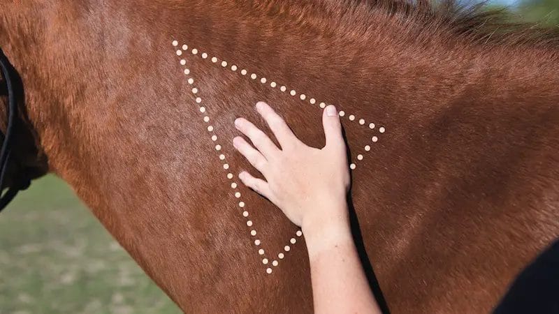 how to give a horse a shot in the muscle
