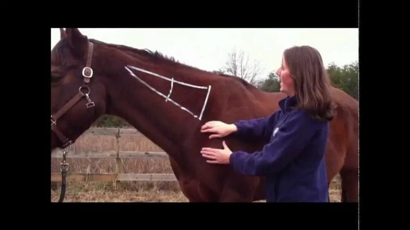 how to give a horse a shot in the neck
