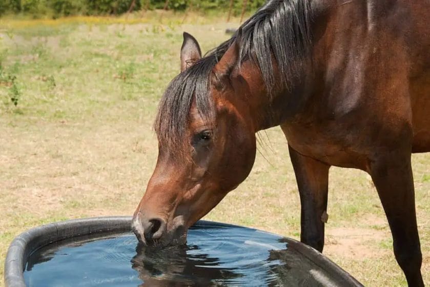 how to keep horse water clean
