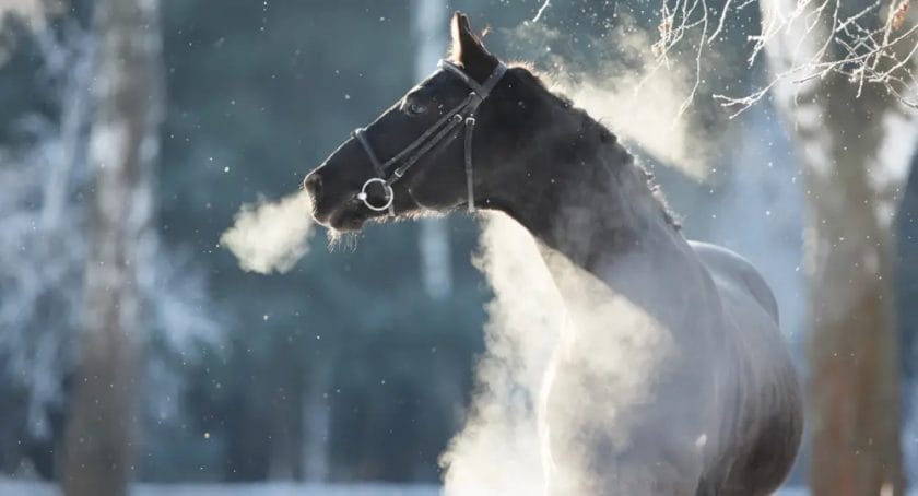 how to keep horses warm in extreme cold
