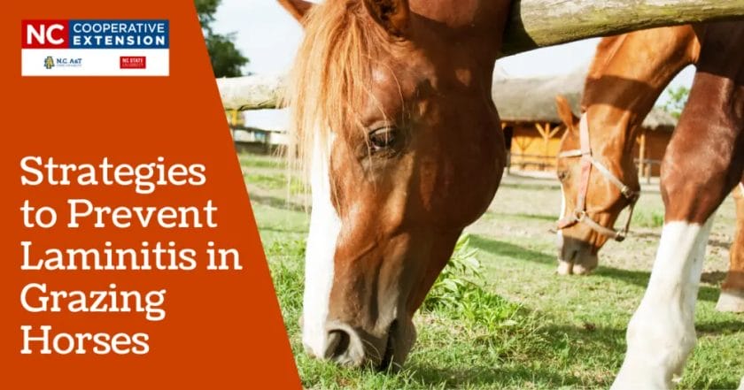 how to prevent laminitis in horses
