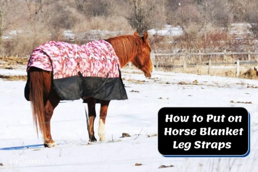 how to put on horse blanket leg straps
