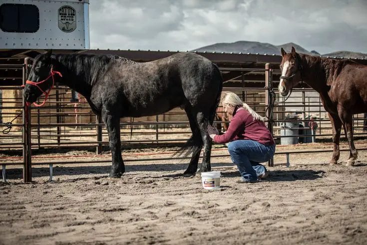 how to reduce swelling in horses legs
