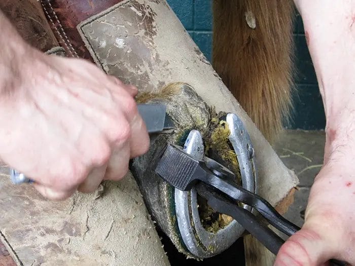 how to remove a horse shoe
