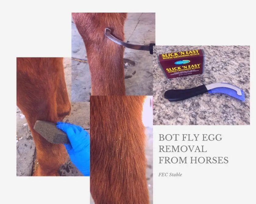 how to remove bot eggs from horse