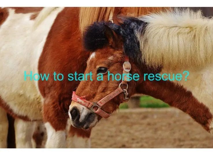 how to start a horse rescue
