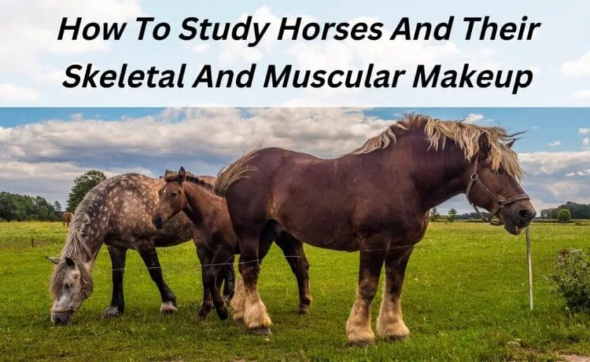 how to study horses and their skeletal and muscular makeup
