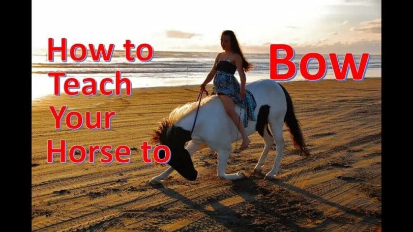 how to teach a horse to bow
