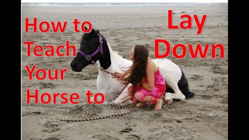 how to teach a horse to lay down
