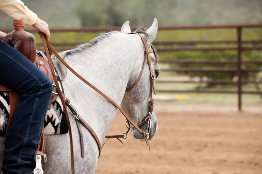 how to teach a horse to neck rein
