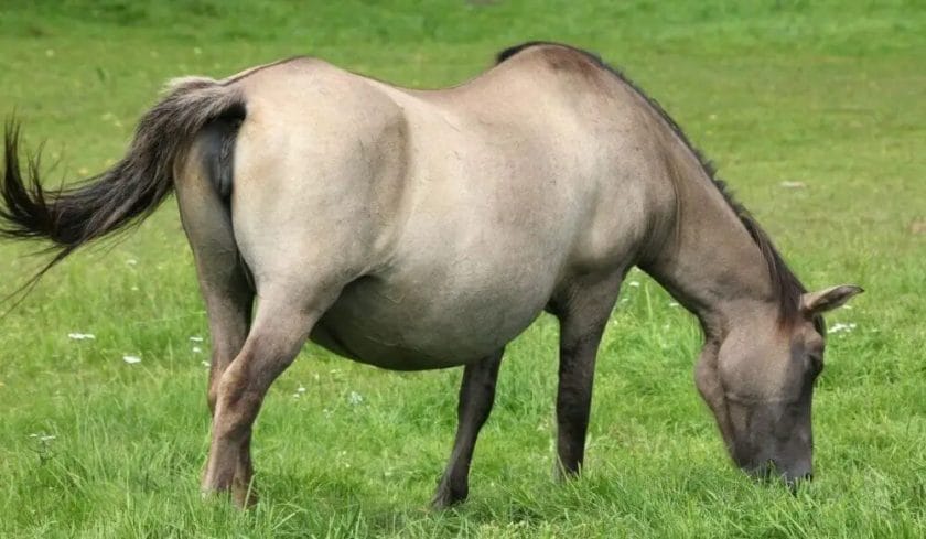 how to tell if a horse is pregnant or fat
