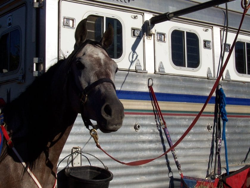 how to tie a horse in a trailer
