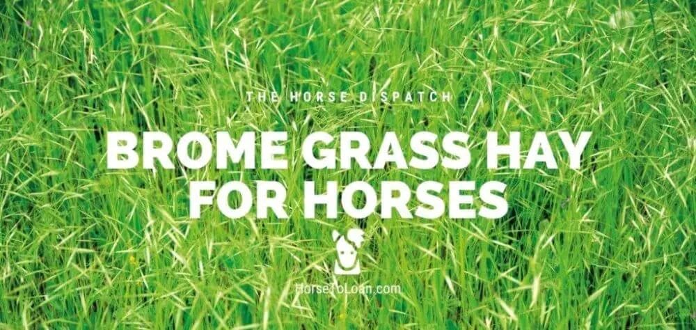 Is Brome Hay Good For Horses? • Support Wild