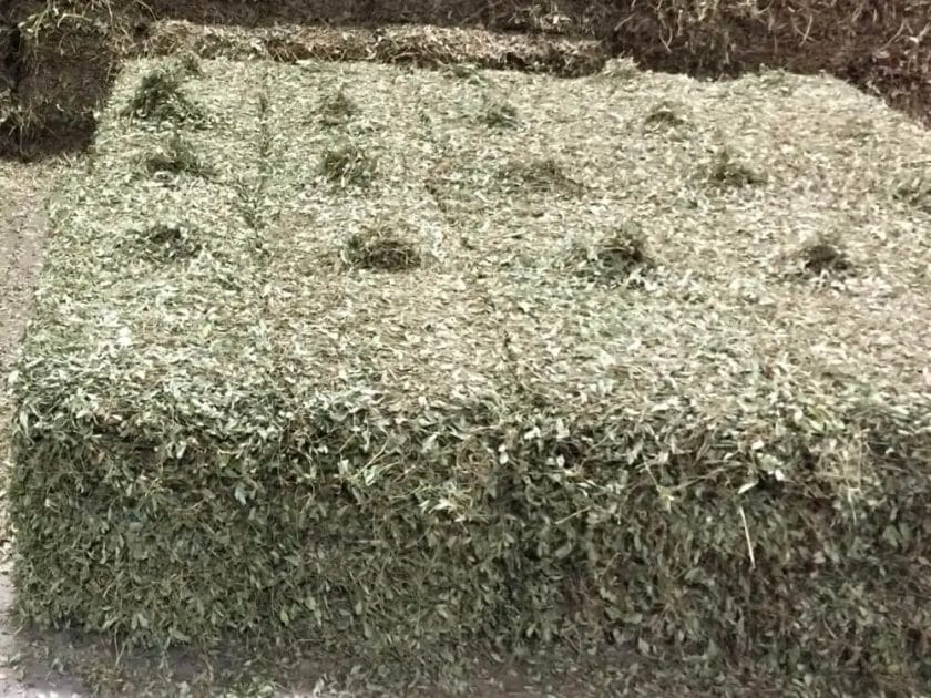 is peanut hay good for horses
