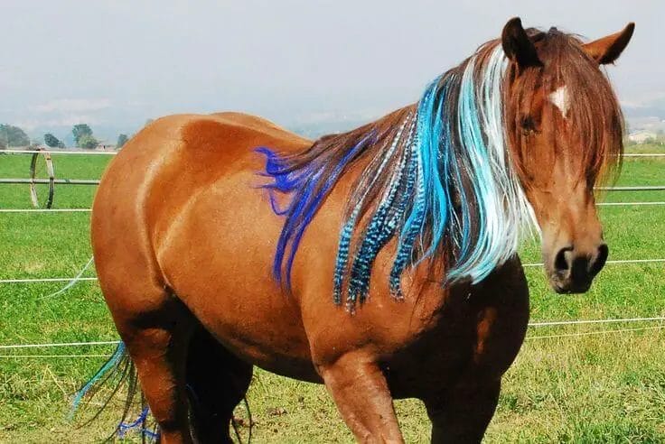 is weave horse hair
