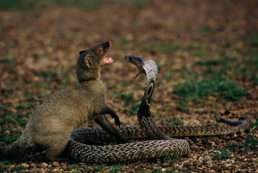 what animal is immune to snake venom
