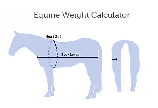 what does a horse weigh
