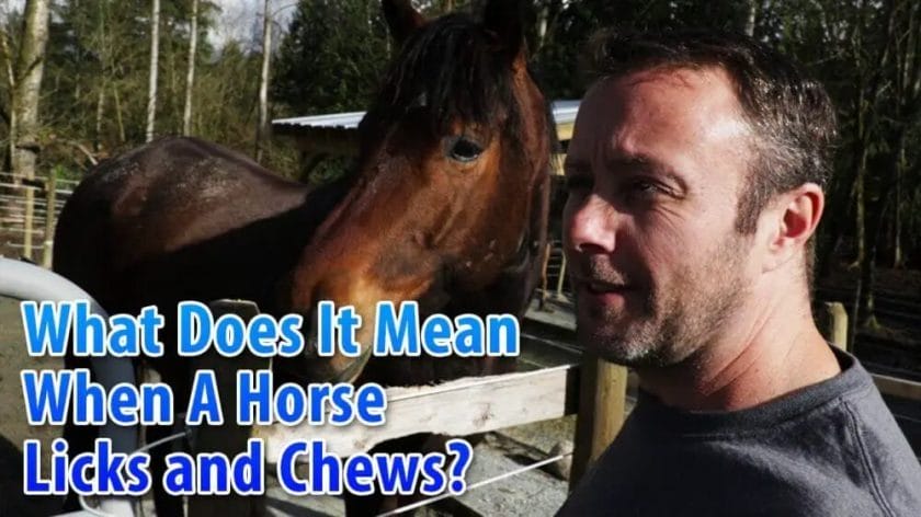 what does it mean when a horse licks you
