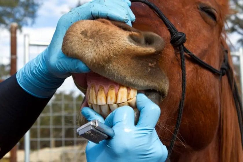 what does it mean when a horse shows its teeth
