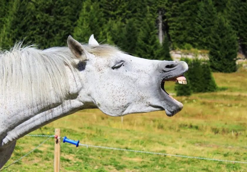 what does it mean when a horse yawns
