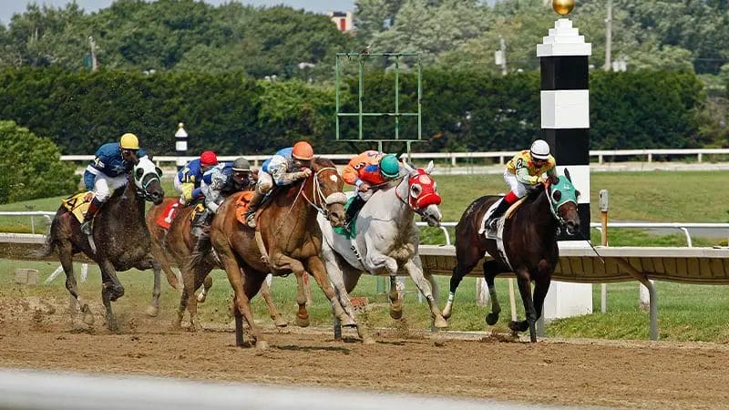 what does mtp mean in horse racing
