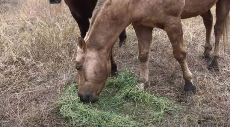 what happens if a horse eats too much alfalfa