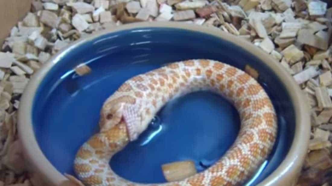 what happens when a snake bites a lamb
